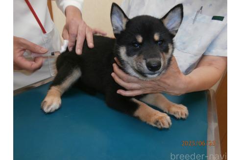 販売中の大阪府の柴犬-391652の3枚目