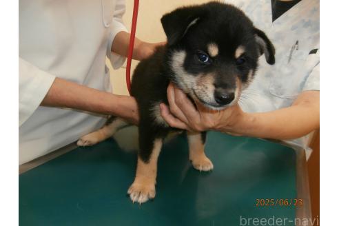 販売中の大阪府の柴犬-391654の4枚目