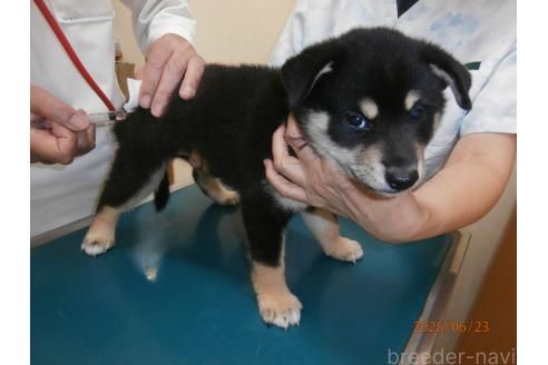販売中の大阪府の柴犬-391654の3枚目