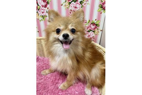 販売中の秋田県のポメラニアン-395178の7枚目