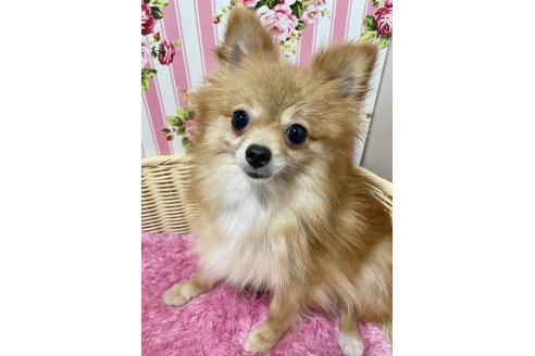 販売中の秋田県のポメラニアン-395178の5枚目
