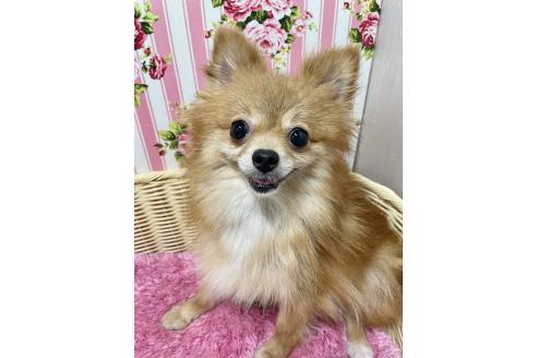 販売中の秋田県のポメラニアン-395178の4枚目