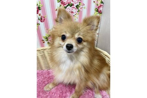 販売中の秋田県のポメラニアン-395178の1枚目