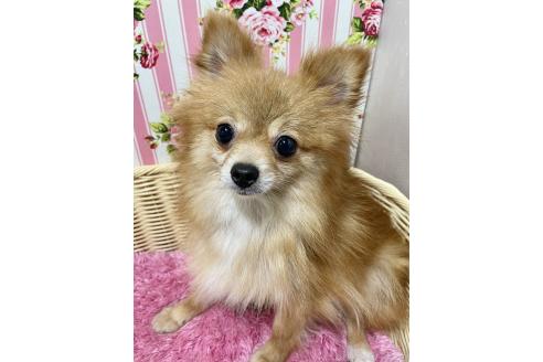 販売中の秋田県のポメラニアン-395178の3枚目