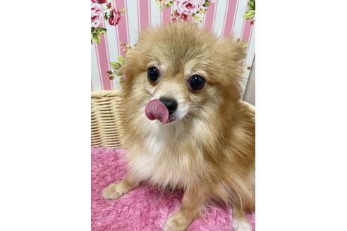 販売中の秋田県のポメラニアン-395178の2枚目