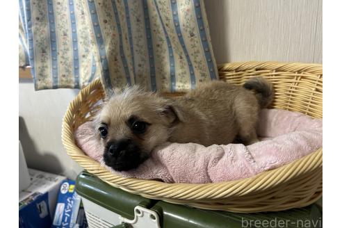 販売中の岡山県のミックス犬-388045の3枚目