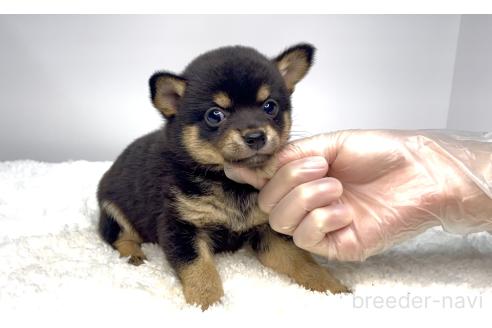販売中の茨城県のミックス犬-395006の5枚目