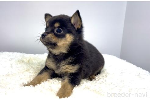 販売中の茨城県のミックス犬-395006の4枚目