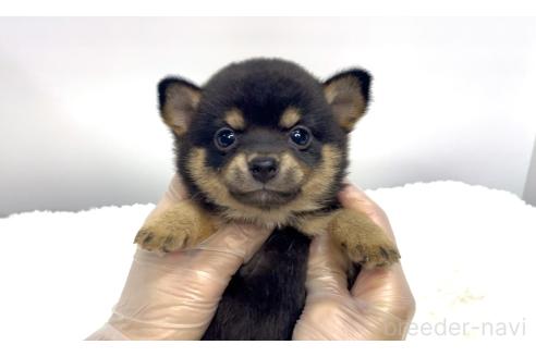 販売中の茨城県のミックス犬-395006の2枚目