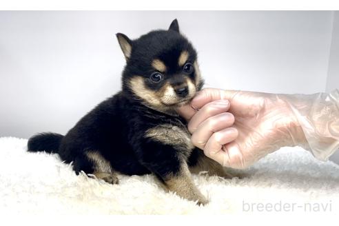 販売中の茨城県のミックス犬-395007の5枚目
