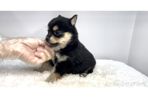 販売中の茨城県のミックス犬-395007の4枚目