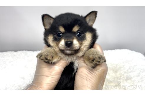 販売中の茨城県のミックス犬-395007の2枚目