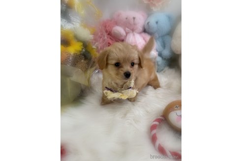 商談中の香川県のミックス犬-392284の2枚目