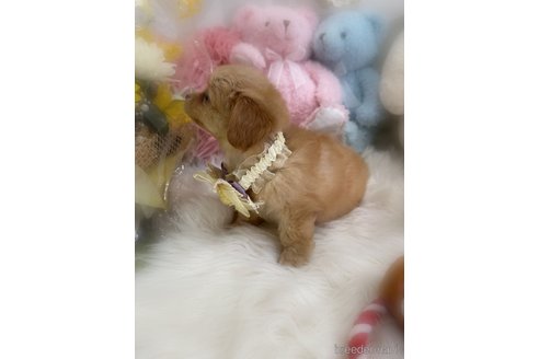商談中の香川県のミックス犬-392284の5枚目