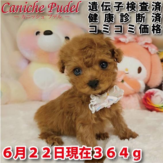 販売中の岐阜県のティーカッププードル-392232の11枚目