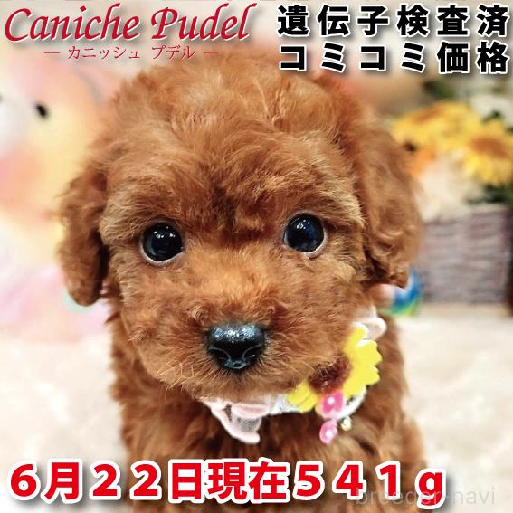販売中の岐阜県のトイプードル-395009の1枚目