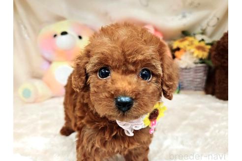販売中の岐阜県のトイプードル-395009の2枚目