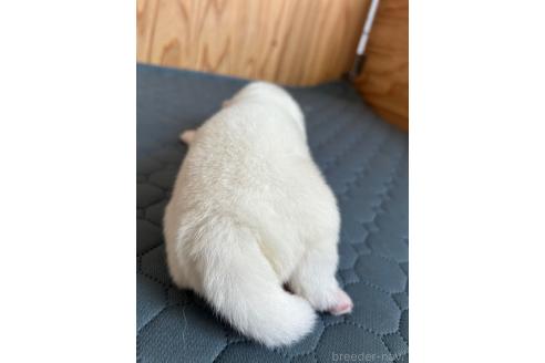 販売中の北海道のサモエド-395010の2枚目