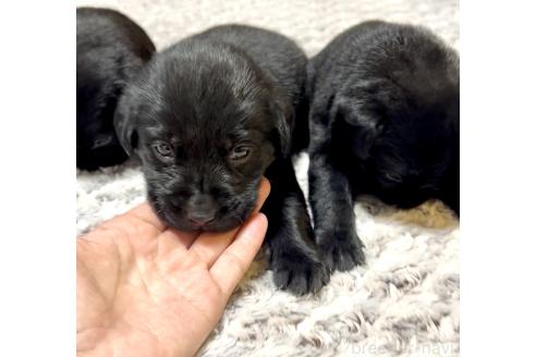 販売中の奈良県のラブラドールレトリーバー-393292の13枚目