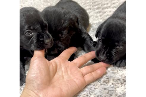販売中の奈良県のラブラドールレトリーバー-393292の10枚目