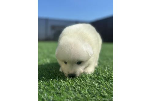 販売中の栃木県のサモエド-395179の6枚目