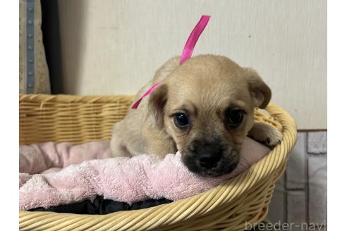 販売中の岡山県のミックス犬-388051の3枚目