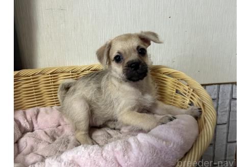 販売中の岡山県のミックス犬-388052の3枚目