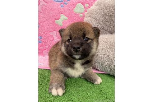 販売中の千葉県の柴犬-395181の5枚目