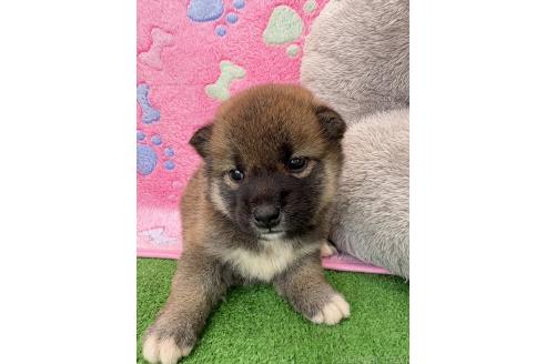 販売中の千葉県の柴犬-395181の4枚目