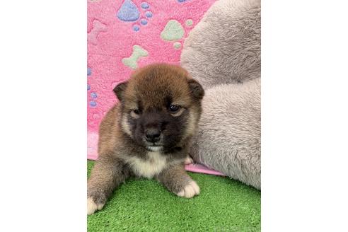 販売中の千葉県の柴犬-395181の3枚目