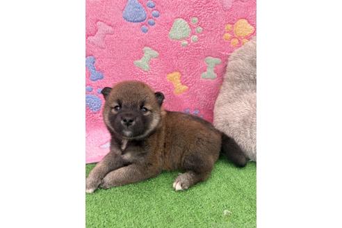 販売中の千葉県の柴犬-395182の4枚目