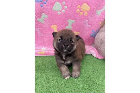 販売中の千葉県の柴犬-395182の2枚目