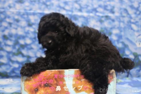 成約済の千葉県のトイプードル-395204の11枚目