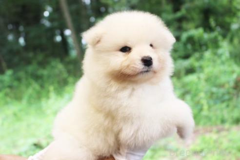 販売中の栃木県のサモエド-395209の5枚目