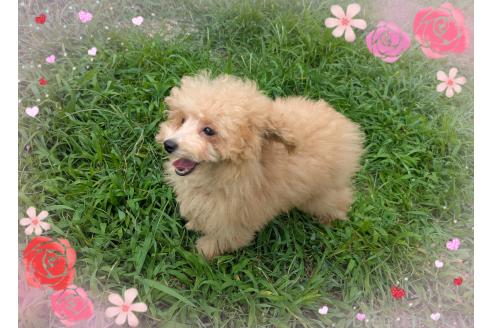 販売中の静岡県のティーカッププードル-395227の3枚目