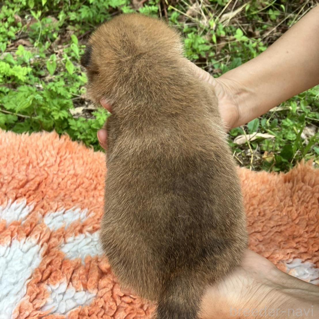 販売中の静岡県の豆柴-395221の3枚目