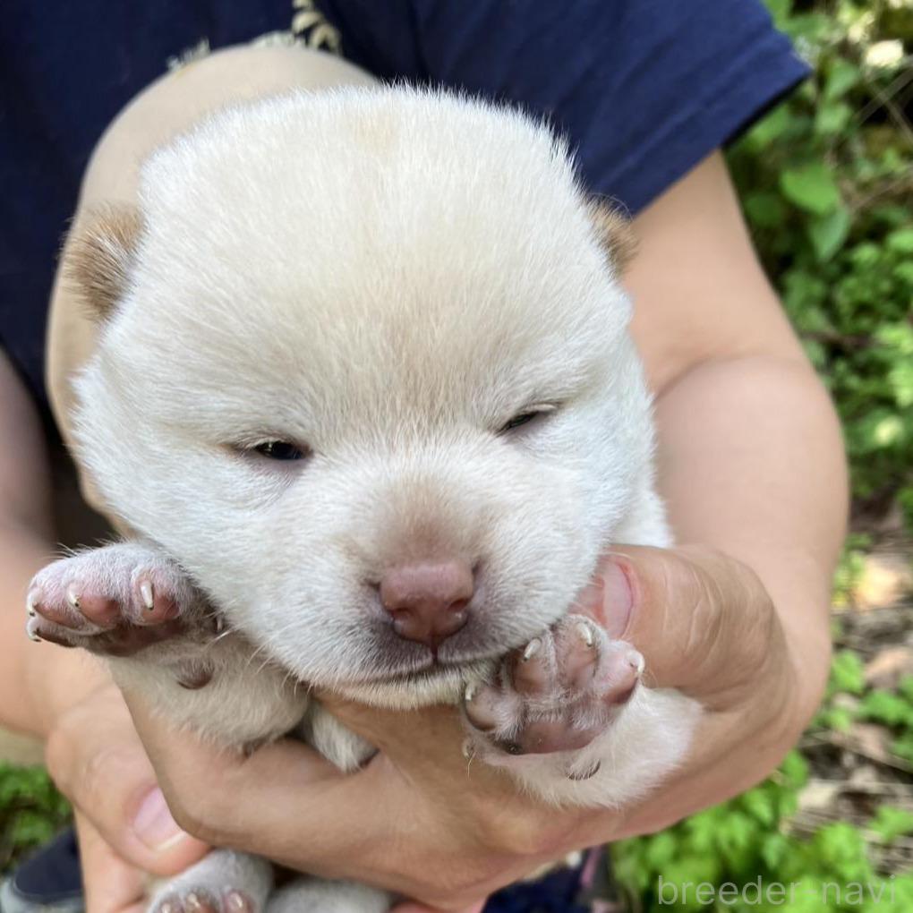 販売中の静岡県の柴犬-395244の1枚目