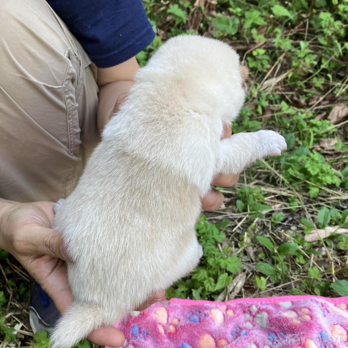 販売中の静岡県の柴犬-395244の5枚目