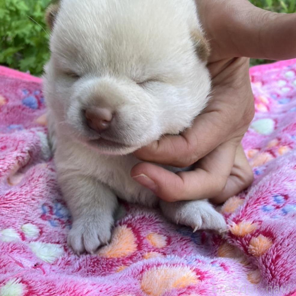 販売中の静岡県の柴犬-395244の4枚目