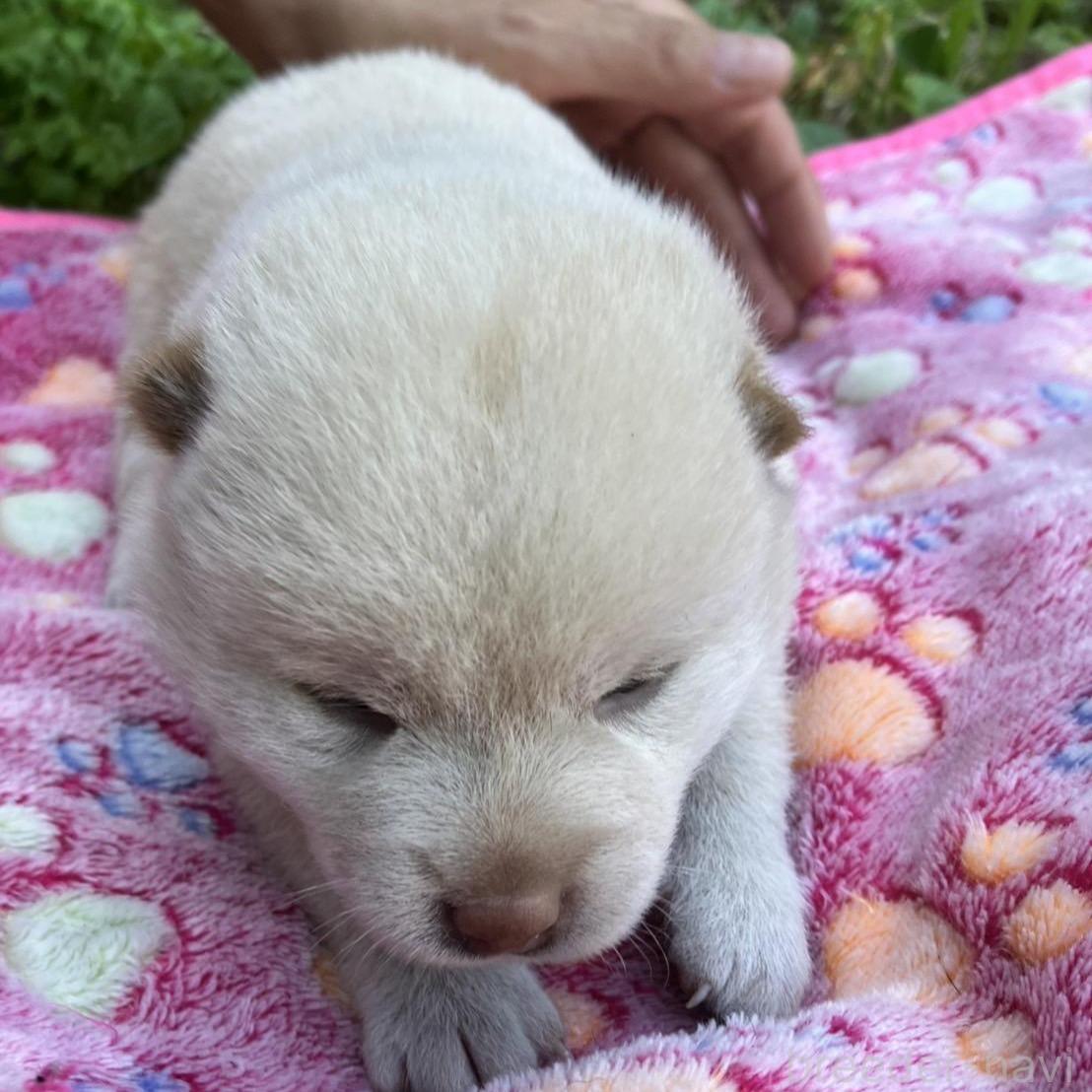 販売中の静岡県の柴犬-395244の3枚目