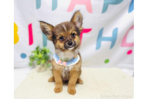 販売中の岐阜県のミックス犬-391058の7枚目