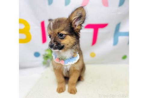 販売中の岐阜県のミックス犬-391058の6枚目