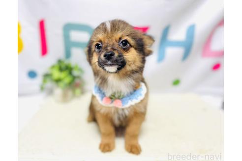 販売中の岐阜県のミックス犬-391058の5枚目
