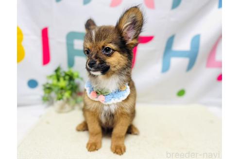販売中の岐阜県のミックス犬-391058の4枚目