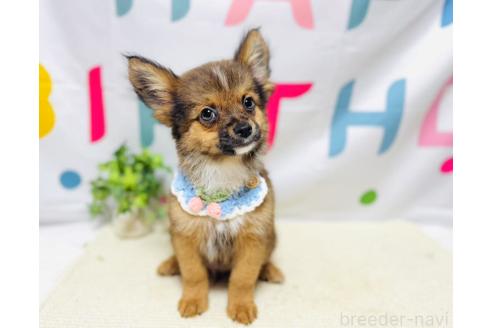 販売中の岐阜県のミックス犬-391058の3枚目
