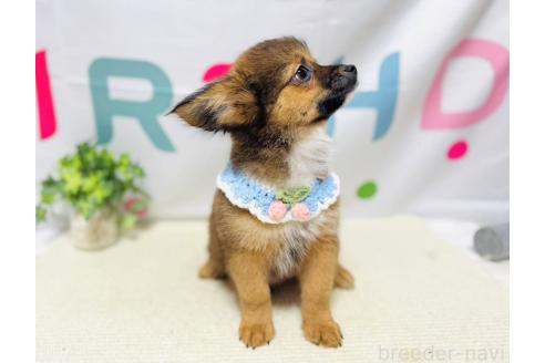 販売中の岐阜県のミックス犬-391058の2枚目