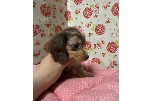販売中の愛知県のミニチュアダックスフンド(ロングヘアード)-395250の6枚目