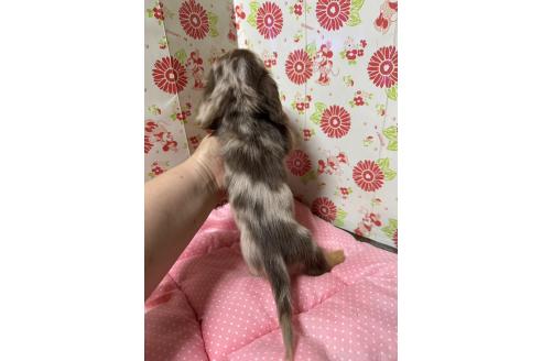 販売中の愛知県のミニチュアダックスフンド(ロングヘアード)-395250の5枚目