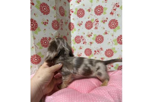 販売中の愛知県のミニチュアダックスフンド(ロングヘアード)-395250の3枚目