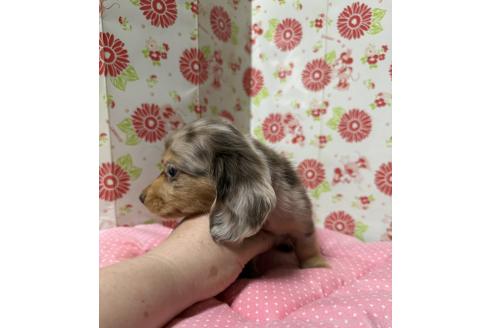 販売中の愛知県のミニチュアダックスフンド(ロングヘアード)-395250の2枚目